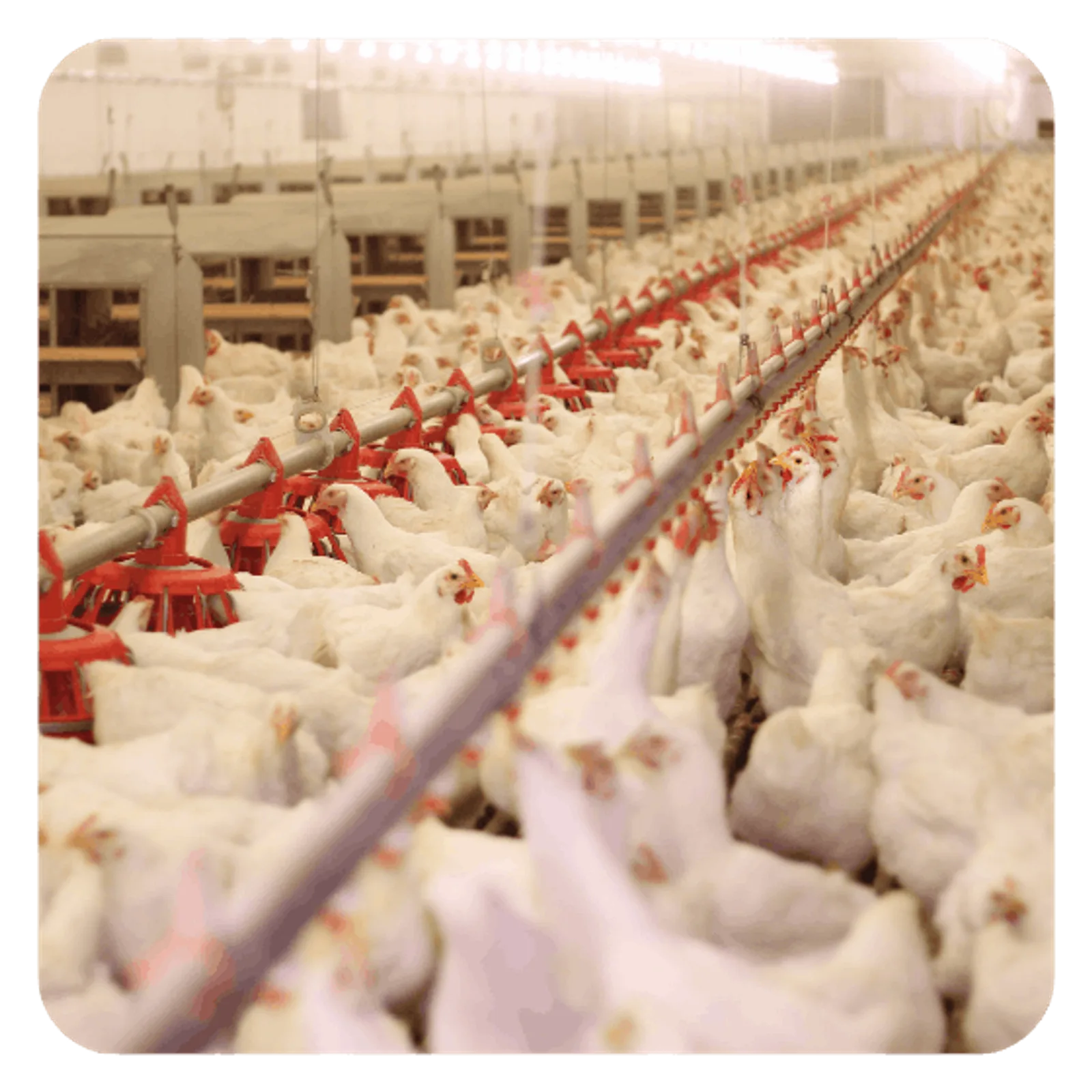 HACCP plan example for chicken