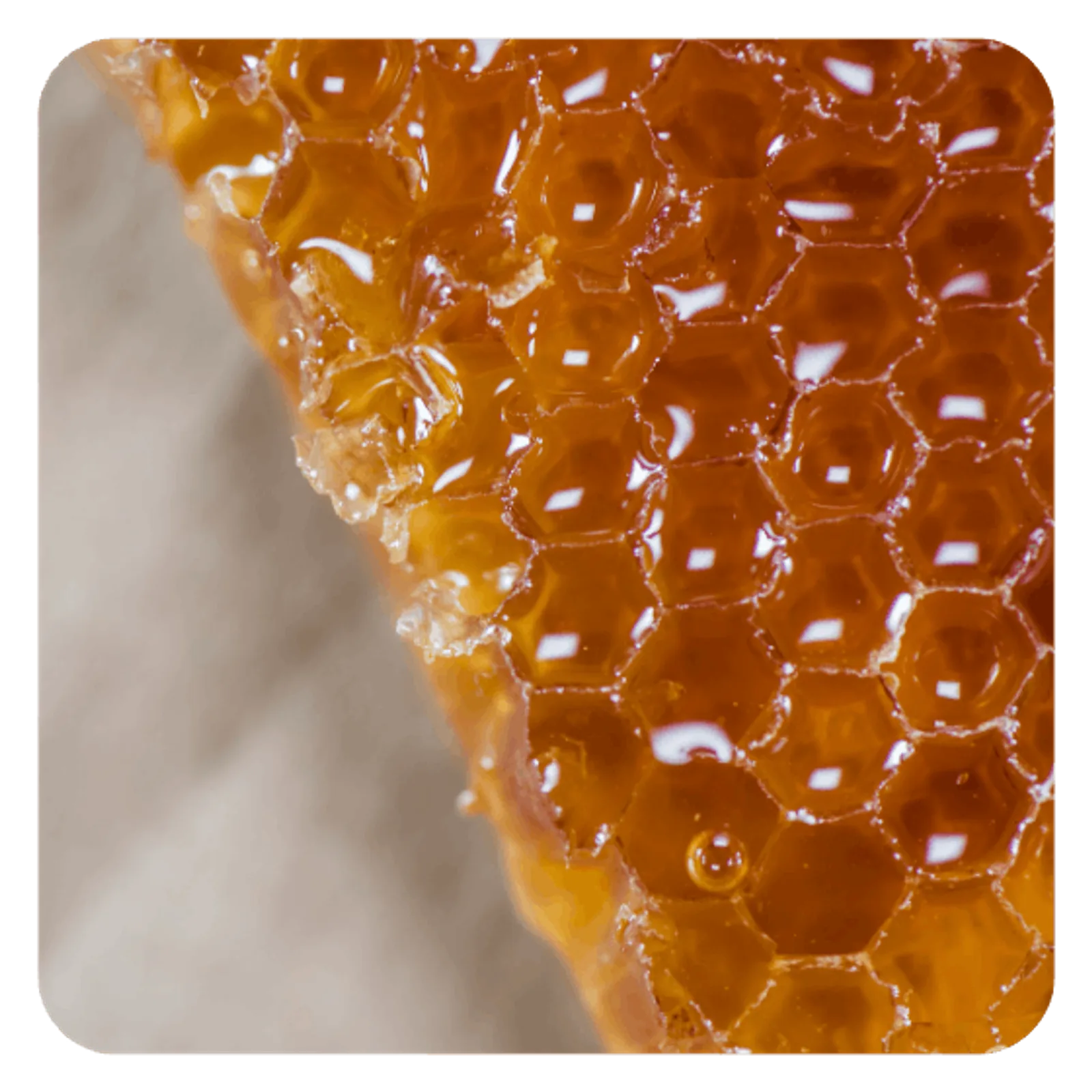 Honey HACCP plan